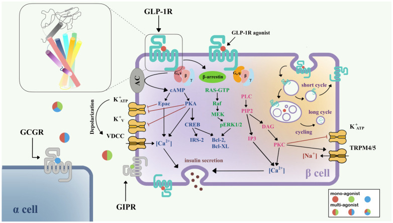 Signaling-Pathways-of-GLP-1R.jpg