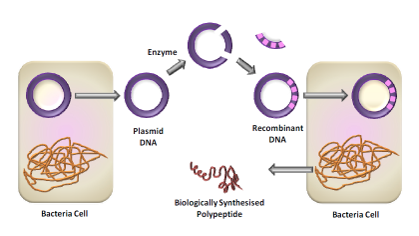 DNA/Ѱ/ϳ.png